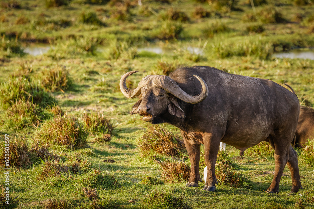 Male cape buffalo ( Syncerus caffer) grazing, Amboseli National Park, Kenya.