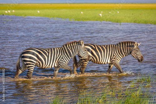 Two plains zebra  equus quagga  equus burchelli  common zebra running in the water  Amboseli national park  Kenya.