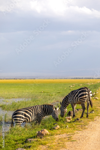 Plains zebra  equus quagga  equus burchelli  common zebra grazing and standing in the water  Amboseli national park  Kenya.