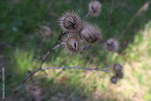 thistle in the meadow