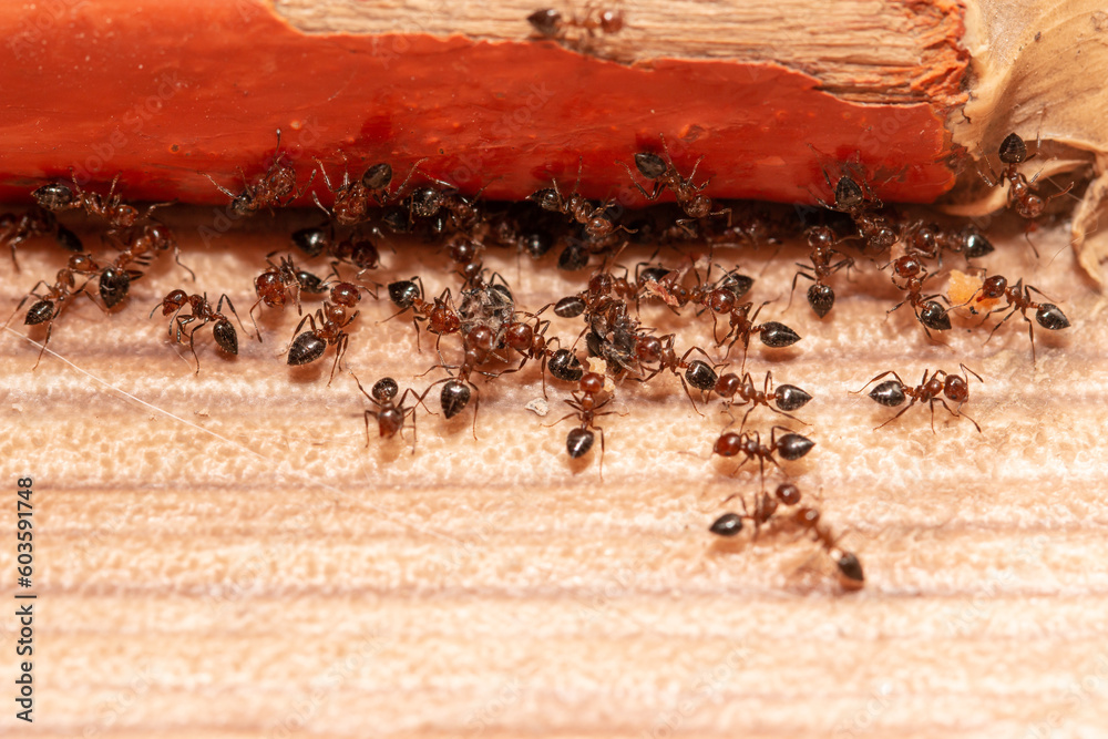 black ants on wooden background black ants on wooden background