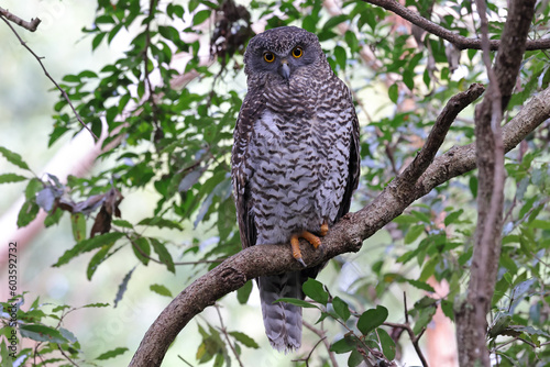 Australian Powerful Owl perches in the tree canopy by day