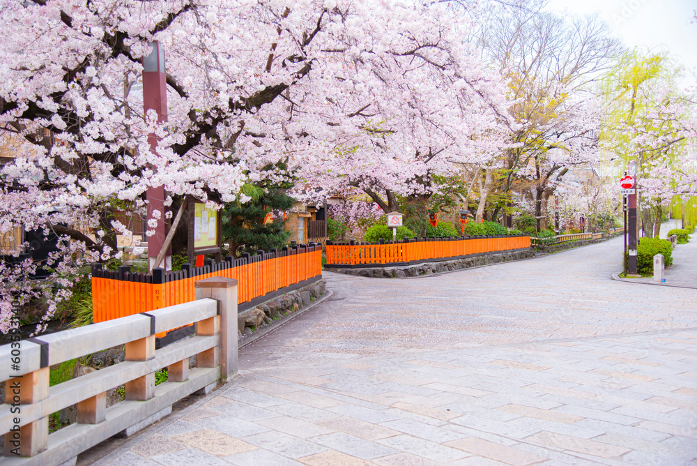 Scenic landscape of Row of Pink Sakura Trees fully blooming in Springtime at Gion Shirakawa, Kyoto, Japan Scenic landscape of Row of Pink Sakura Trees fully blooming in Springtime at Gion Shirakawa, Kyoto, Japan