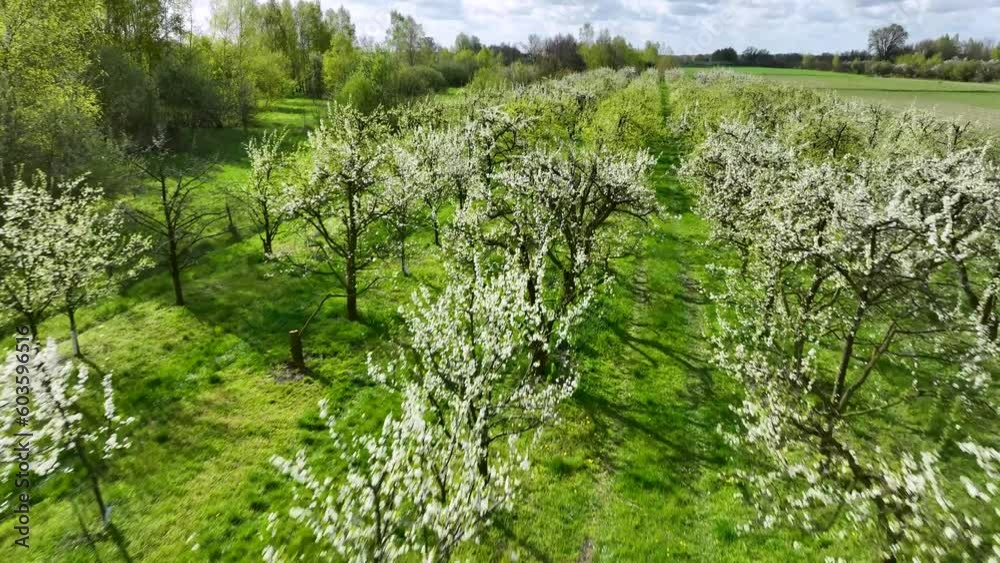 aerial view of tree in orchard plantation during a sunny day of spring aerial view of tree in orchard plantation during a sunny day of spring