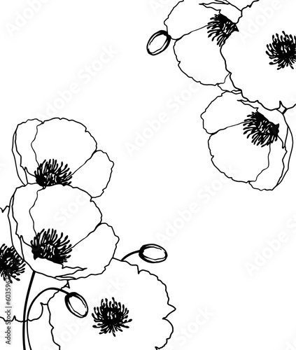 ポピーの花の手描き線画イラスト　デコレーションフレーム