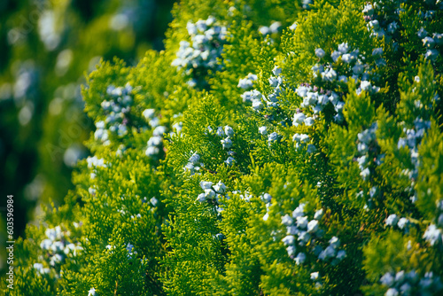 Green coniferous plant thuja in nature as a background