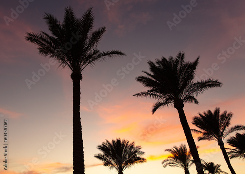 Silhouettes of palm trees at sunset.