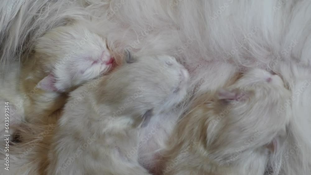 Macro Ragdoll cat family feline giving birth to infant kitty pet breast feeding sucking milk Macro Ragdoll cat family feline giving birth to infant kitty pet breast feeding sucking milk