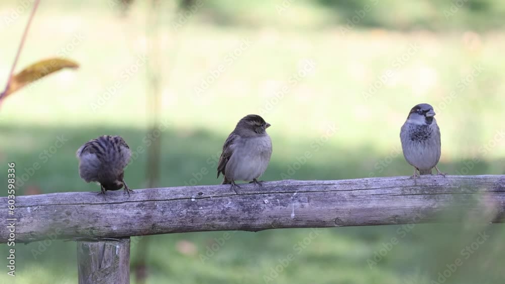 Funny and cheerful sparrows city birds Funny and cheerful sparrows city birds