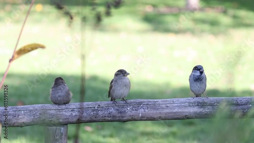 Funny and cheerful sparrows city birds