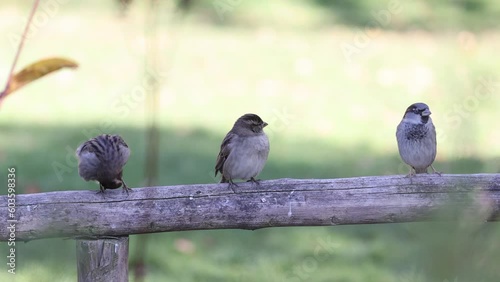 Funny and cheerful sparrows city birds