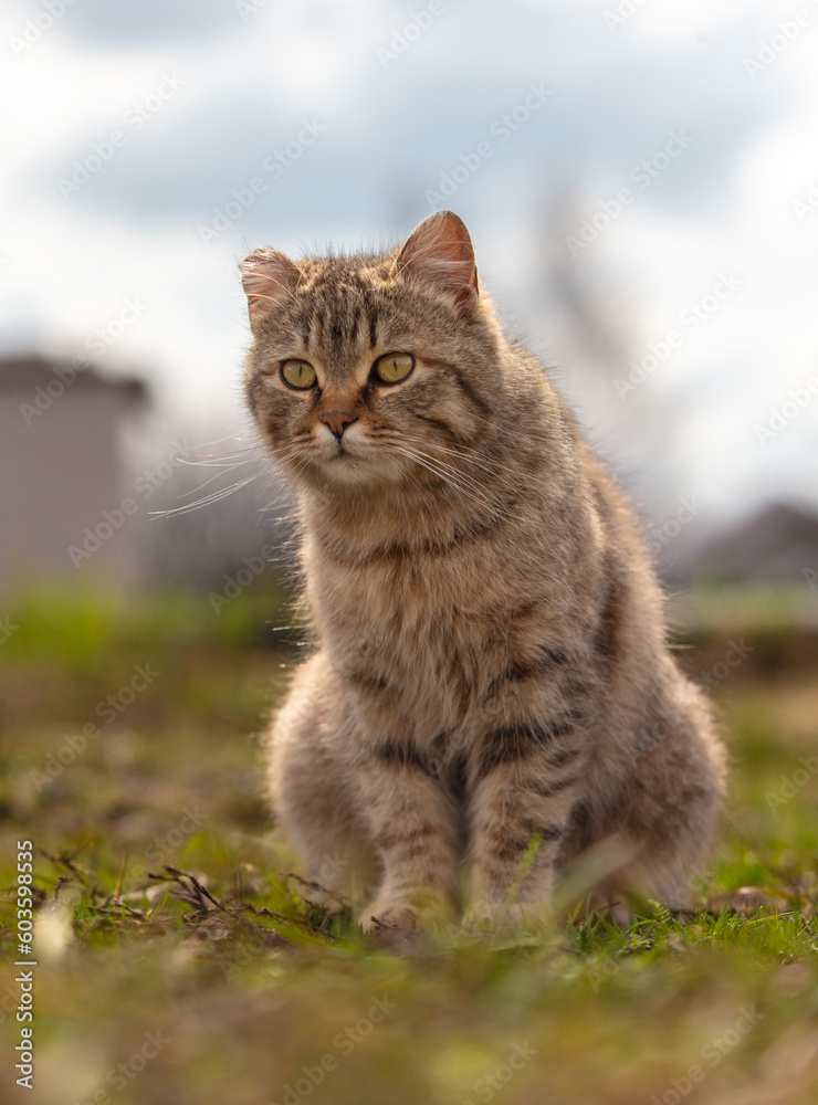European Shorthair cat on the ground in nature. Selective focus.