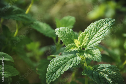 Konstfotografi Green leaves of young Melissa. Lemon balm. Herb garden.