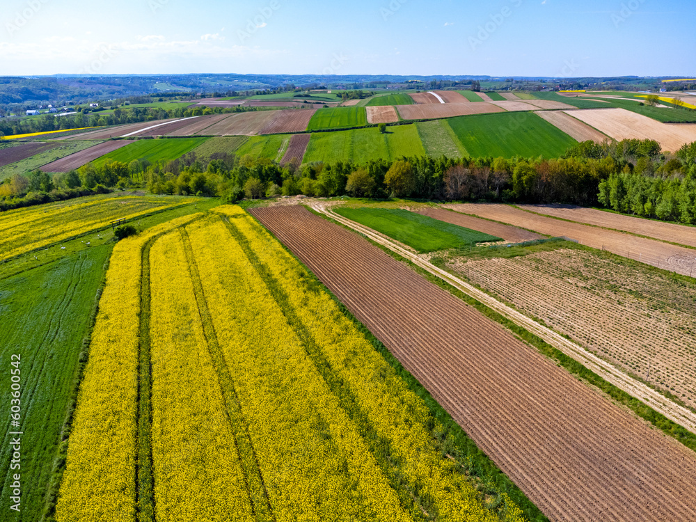 Aerial view landscape. View of rapeseed fields in the countryside, blue sky, agritourism Poland.