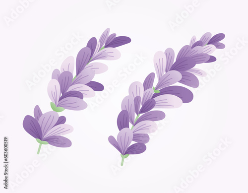 Set of two vector isolated branches of lavender or lilac with purple petals in flat style.
