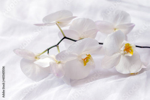 The branch of white orchids on white fabric background 