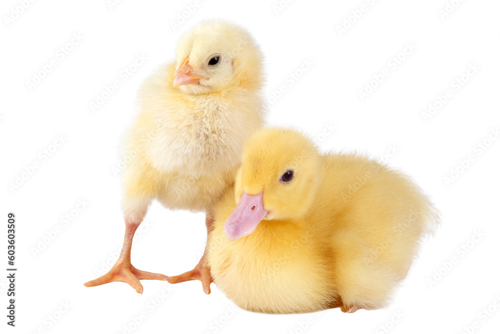 Little chicken and duckling isolated on transparent background. Little chicken and duckling isolated on transparent background.