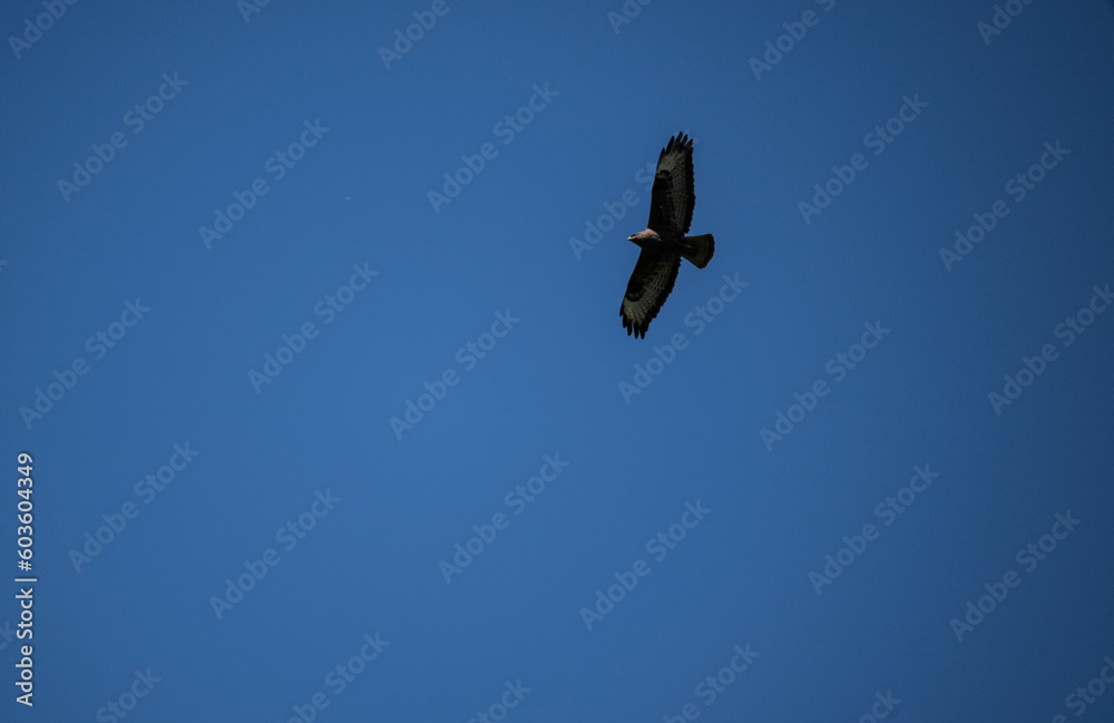 bird of prey - brown buzzard flies over the clearing and hunts