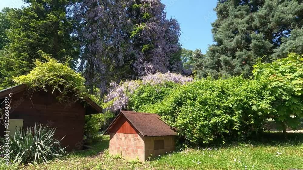 Majestic purple tree with surrounding tree giants. Ground perspective with adorable doggie house Majestic purple tree with surrounding tree giants. Ground perspective with adorable doggie house