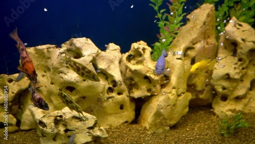 Colourfull fishes in the aquarium. Domestic fish swims. A pet. Underwater world at home. photo