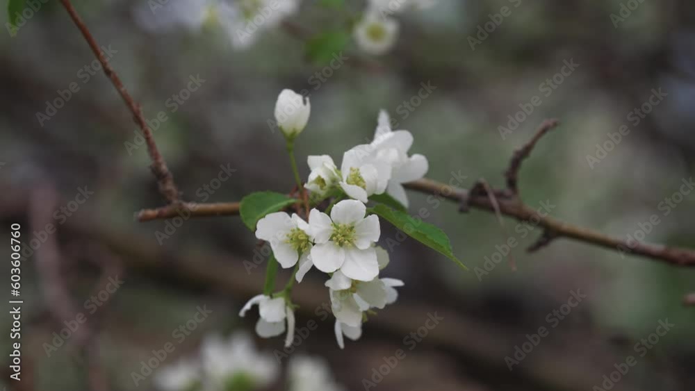 Serenade of Spring: Blossom Trees Painting Nature's Canvas Serenade of Spring: Blossom Trees Painting Nature's Canvas