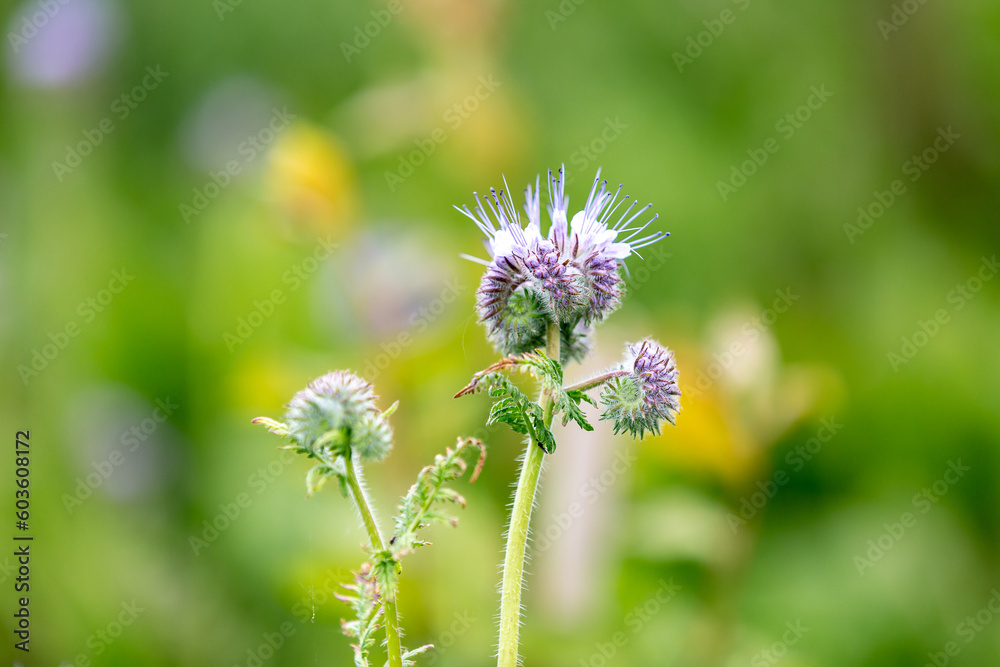 A close up of phacelia flowers in springtime, with a shallow depth of field A close up of phacelia flowers in springtime, with a shallow depth of field