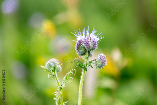 A close up of phacelia flowers in springtime  with a shallow depth of field