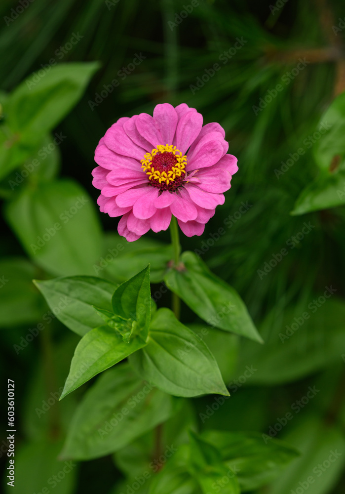 Flower of Zinnia in the garden. Selective focus with shallow depth of field. Flower of Zinnia in the garden. Selective focus with shallow depth of field.
