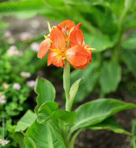 Orange canna flower in the garden.