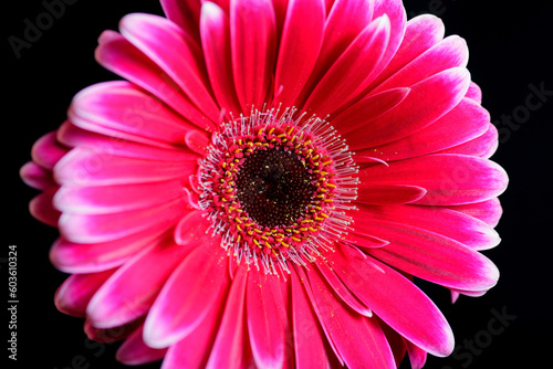 Gerbera on dark background. Macro shot with shallow depth of field.