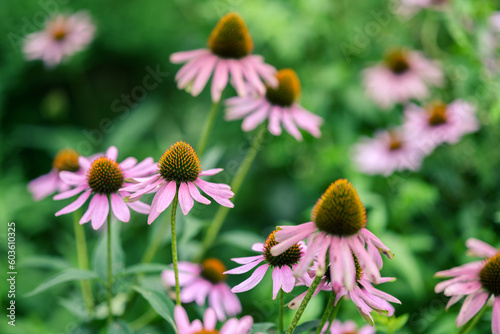 Echinacea flower in the garden.