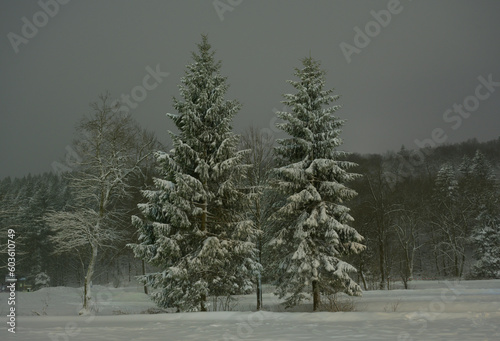 Trees in winter landscape at night photo