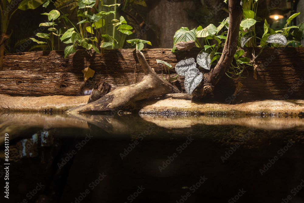 tree roots in water, green leaves background and wood tree roots in water, green leaves background and wood