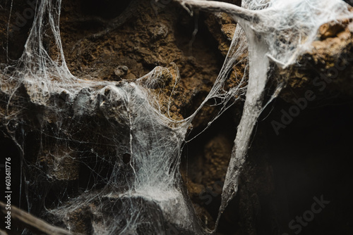 spider web on wood in the dark, forest and plant, black and white background