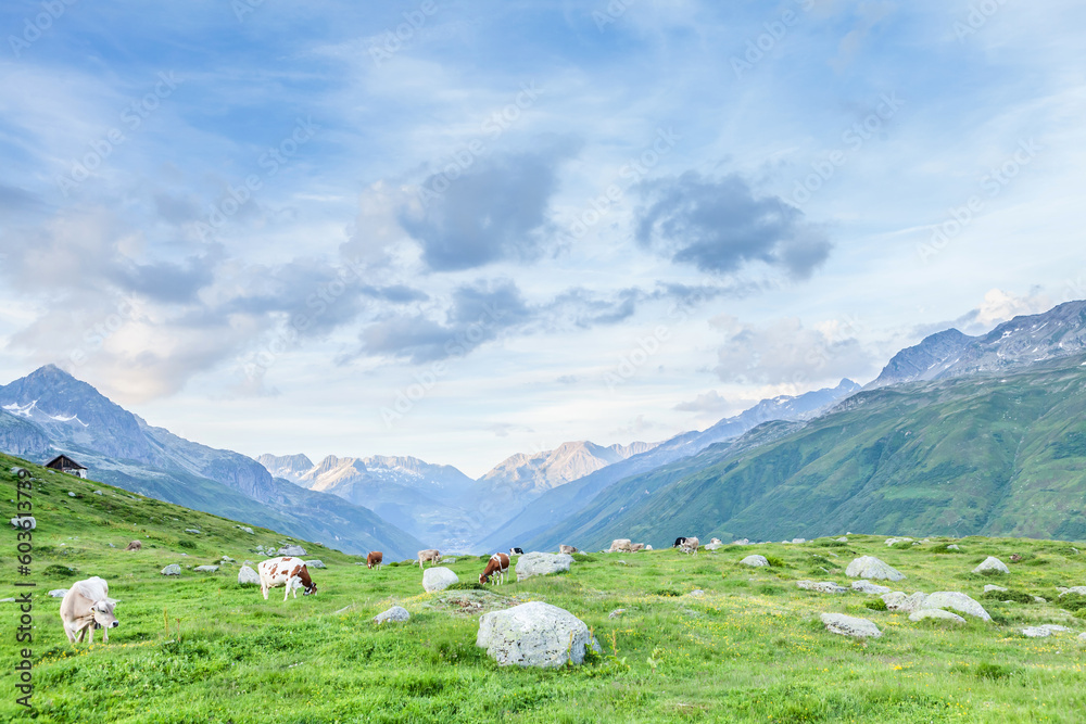 Fototapeta premium Cows in pasture on alpine meadow