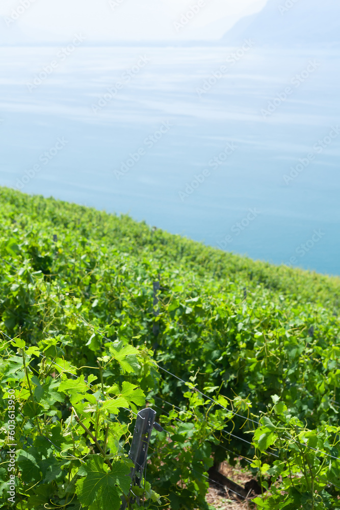 Beautiful sunny landscape with vineyards near lake