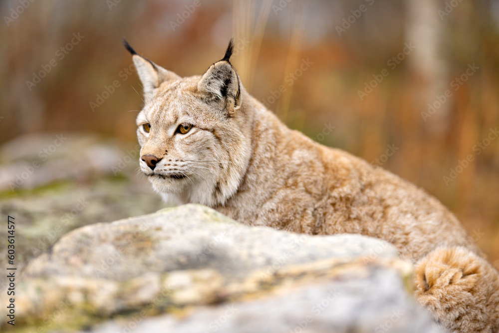 Obraz premium Close-up of a beautiful eurasian lynx sitting in the forest