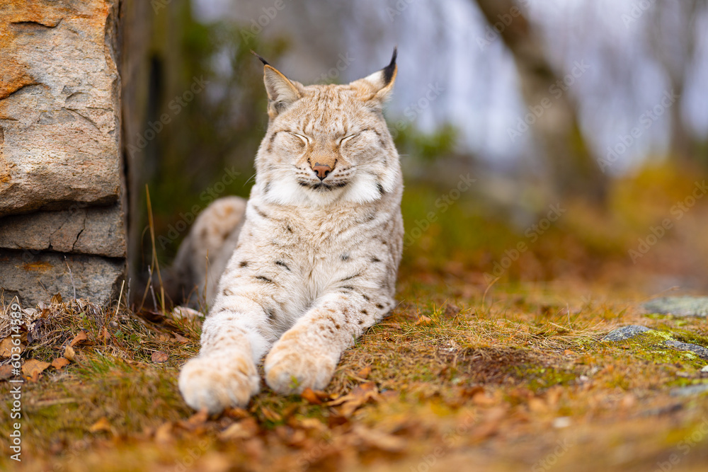Eurasian lynx resting in the forest in summer Eurasian lynx resting in the forest in summer