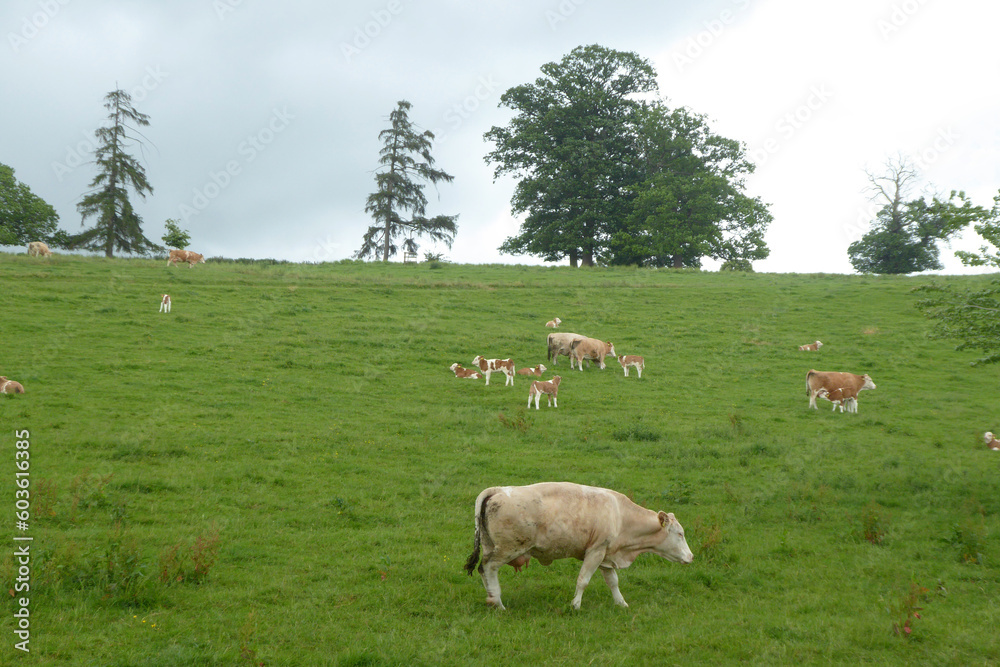 Fototapeta premium Cows in the meadow