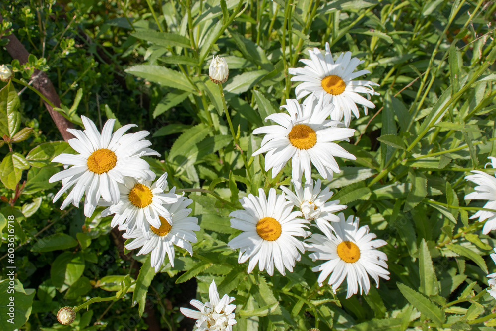 Fototapeta premium Daisies in the grass