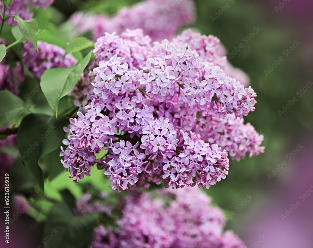 beautiful lilac flowers branch on a green background, natural spring background, soft selective focus. High quality photo beautiful lilac flowers branch on a green background, natural spring background, soft selective focus. High quality photo