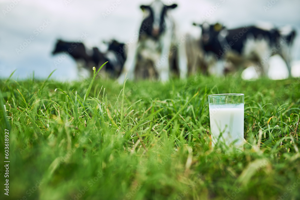 Field, closeup glass of milk and cows in the background of a farm. Farming or cattle, dairy or nutrition and agriculture landscape of green grass with livestock or animals in countryside outdoors - obrazy, fototapety, plakaty 