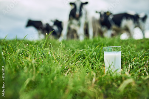 Field, closeup glass of milk and cows in the background of a farm. Farming or cattle, dairy or nutrition and agriculture landscape of green grass with livestock or animals in countryside outdoors