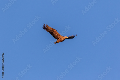 Seeadler im Flug von der Sonne angestrahlt.