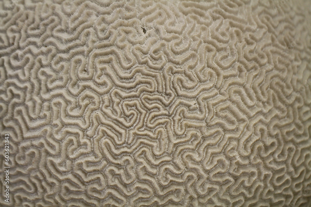 old coral texture old coral texture