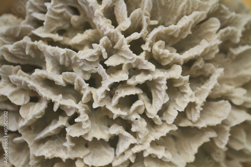 old coral texture