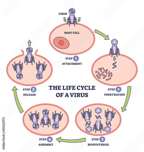 Life cycle of virus infection with development process stages outline diagram. Labeled educational anatomical scheme with attachment, penetration, biosynthesis and assembly steps vector illustration.