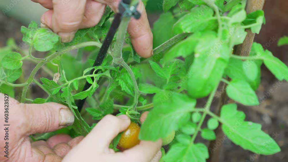 A woman's hand plucks tomato in the beds in the greenhouse. A woman's hand plucks tomato in the beds in the greenhouse.