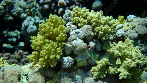 Broccoli coral (Litophyton arboreum) and White pulse coral or pulse coral (Xenia umbellata) undersea, Red Sea, Egypt, Sharm El Sheikh, Nabq Bay  © Alexey