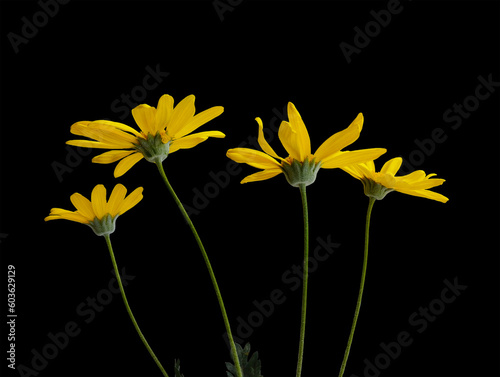 Group of yellow flowers of Eriophyllum lanatum, Viguiera on a black isolated background. Side view. PNG format photo